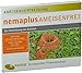 Produktbild nemaplus® Ameisenfrei SF Nematoden zur Bekämpfung von Ameisen - 50 Mio. für 50m² oder 50 Ameisennester