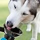 Hunde Trinkflasche mit integriertem Trinknapf Reise Wasserflasche Auto Hundeflasche mit Wasser-Napf 600ml; Blau