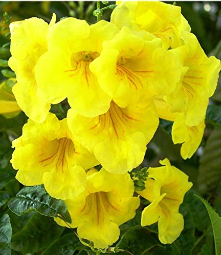 Plant House Live Yellow Tecoma"Gori Chori" Yellow Bells Beautiful Flower Plant