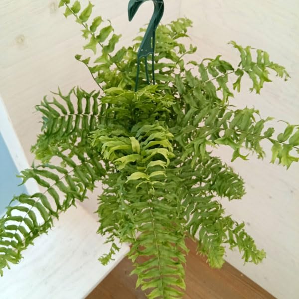 【極上】ネフロレピス・フィッシュテール　人気観葉植物シダ　インテリアグリーン 極上】ネフロレピス・フィッシュテール 人気観葉植物シダ