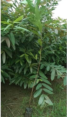 HERBALISM Arjuna Terminalia arjuna neer maruthu hole matthi arjun kumbuk thella maddi marudha maram sapling plants. (B094ZGK7FR) Amazon Price History, Amazon Price Tracker