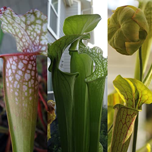 Savage Gardeners Live Carnivorous Pitcher Plant Sarracenia - Flowering Sized Beginner-Friendly Comes Potted in 2.5 Pot