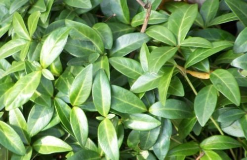 Vinca minor hardy perennial groundcover 10 plants