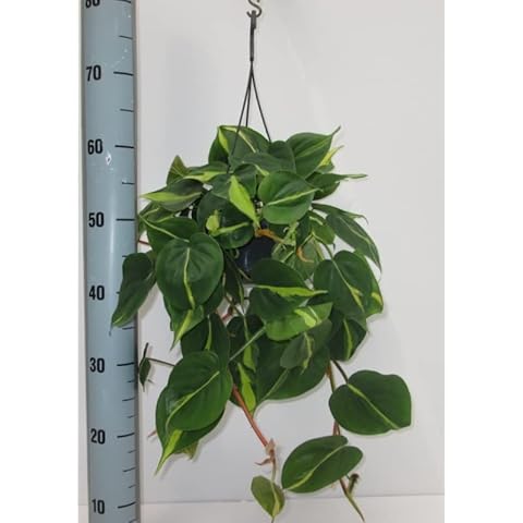 SCANDENS Brasil Variegated Philodendron Indoor Plant Cover