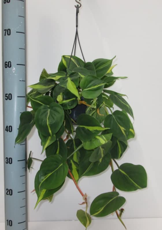 SCANDENS Brasil Variegated Philodendron Heart Leaf Trailing Indoor House or Office Plant | Shade Tolerant - in 15cm Hanging Pot