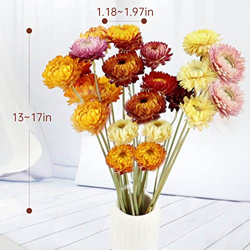 Ramo de Flores Secas Margaritas Naturales 20 Tallos Multicolor miniatura 4