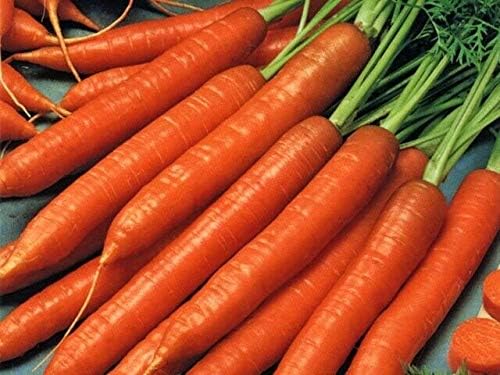 Scarlet Nantes Carrot < 100-20,000 > Seeds Heirloom Fresh Sweet C...