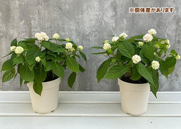 Amazon.co.jp: ヤマアジサイ：伊予獅子てまり（イヨシシテマリ） 4号