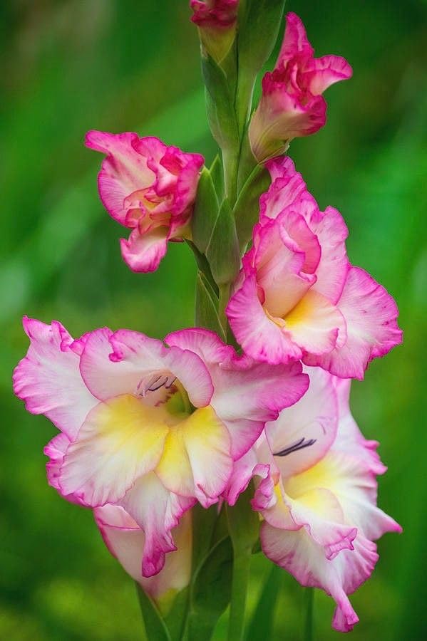 Radha Krishna Agriculture® Gladiolus Flower Bulbs All session Imported Vearty for Home and Gardening Pack of 5 bulbs (PINK SHADE)