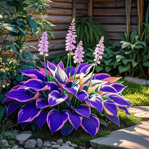 Hosta,perenne/híbrida, de largo periodo de floración y se utiliza para decoración de interiores y exteriores.-4tubérculos-A