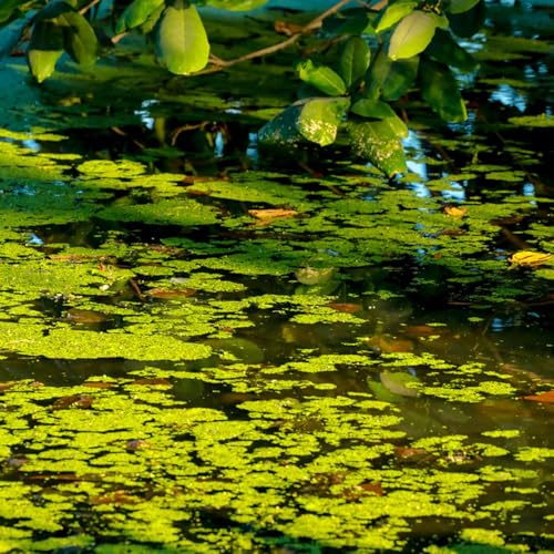 Comprar semillas de lenteja de agua (Lemna minor) cocina, balcón flotantes interior lenteja agua para mini estanque medicinales 250pcs