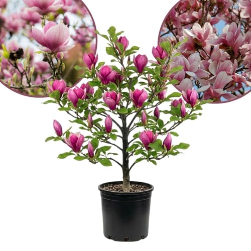 Jane Magnolia Live Tree Plant 2 to 3 Feet Tall Fragrant Magnolia Flower Tree Live Plant in 3 Gallon Pot for Planting Outdoor No Ship to CA