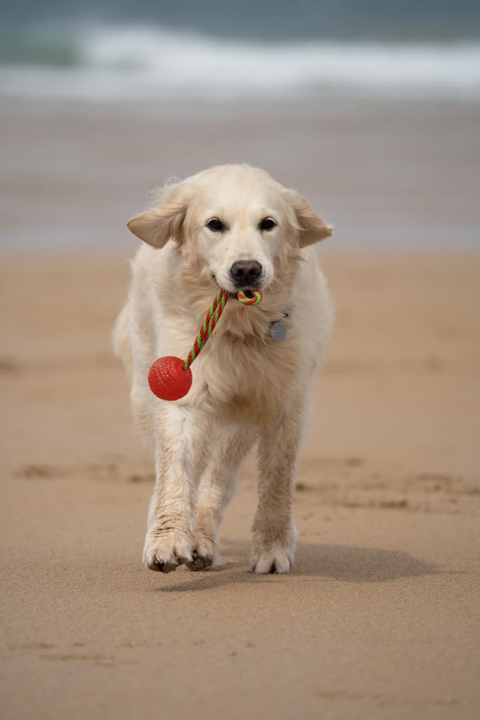 Petface Toyz Rope Ball Chew and Tug Dog Toy (Pack of 1 - Colour May Vary)