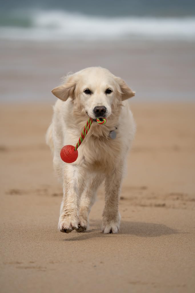 Petface Toyz piłka do żucia i odbijająca się lina dla psa - niebieska, różowa lub zielona, w zestawie tylko jedna