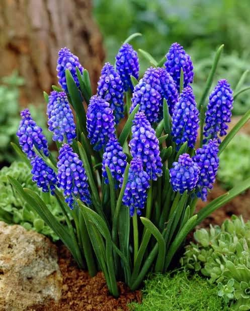 Udanta Imported Muscari Flower Bulbs Armeniacum 1pc Blue (B0CLFN4Y19) Amazon Price History, Amazon Price Tracker