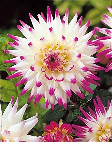 Siddhi Vinayak Gallery® Romantic Dahlia Flowers Bulbs/Tubers Garden Fragrant Flower Home Balcony Decorate Attract Bees Butterflies Perennial (pack of 3 flower bulbs) (B099J66TXK) Amazon Price History, Amazon Price Tracker