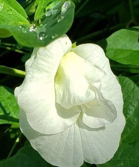 See full amazon price history chart for Corofitam_Aparajita/ Butterfly Pea PlantAparajita White Double Flowering Medicinal PlantAparajita White Double Flowering Medicinal Plant Corofitam_Aparajita/ Butterfly Pea PlantAparajita White Double Flowering Medicinal PlantAparajita White Double Flowering Medicinal Plant (B0B3XHX7N1) Amazon Price History, Amazon Price Tracker