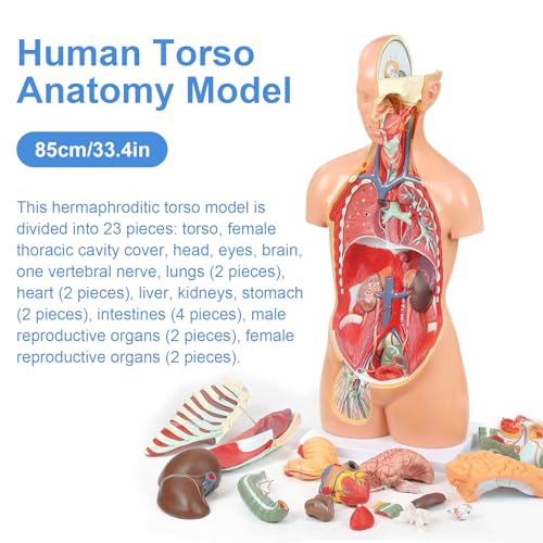 Image of Dual-Sex Human Body Model 33.4 inch, 32 Part Removable Human Torso Anatomy Model with Heart Brain Visceral Organ Muscular Layers Bone Vessels Includes Manual for Medical Scientific Education