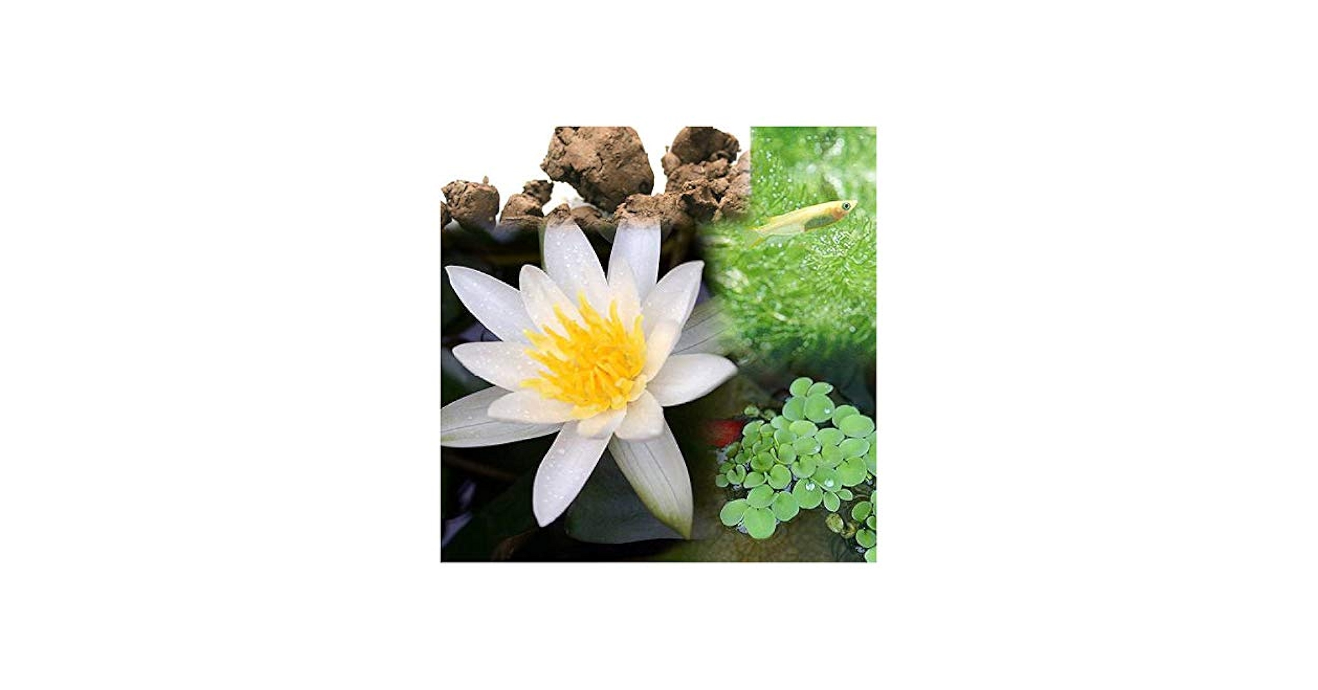 Amazon｜【charm】（ビオトープ）（めだか）ビオ植物とメダカ