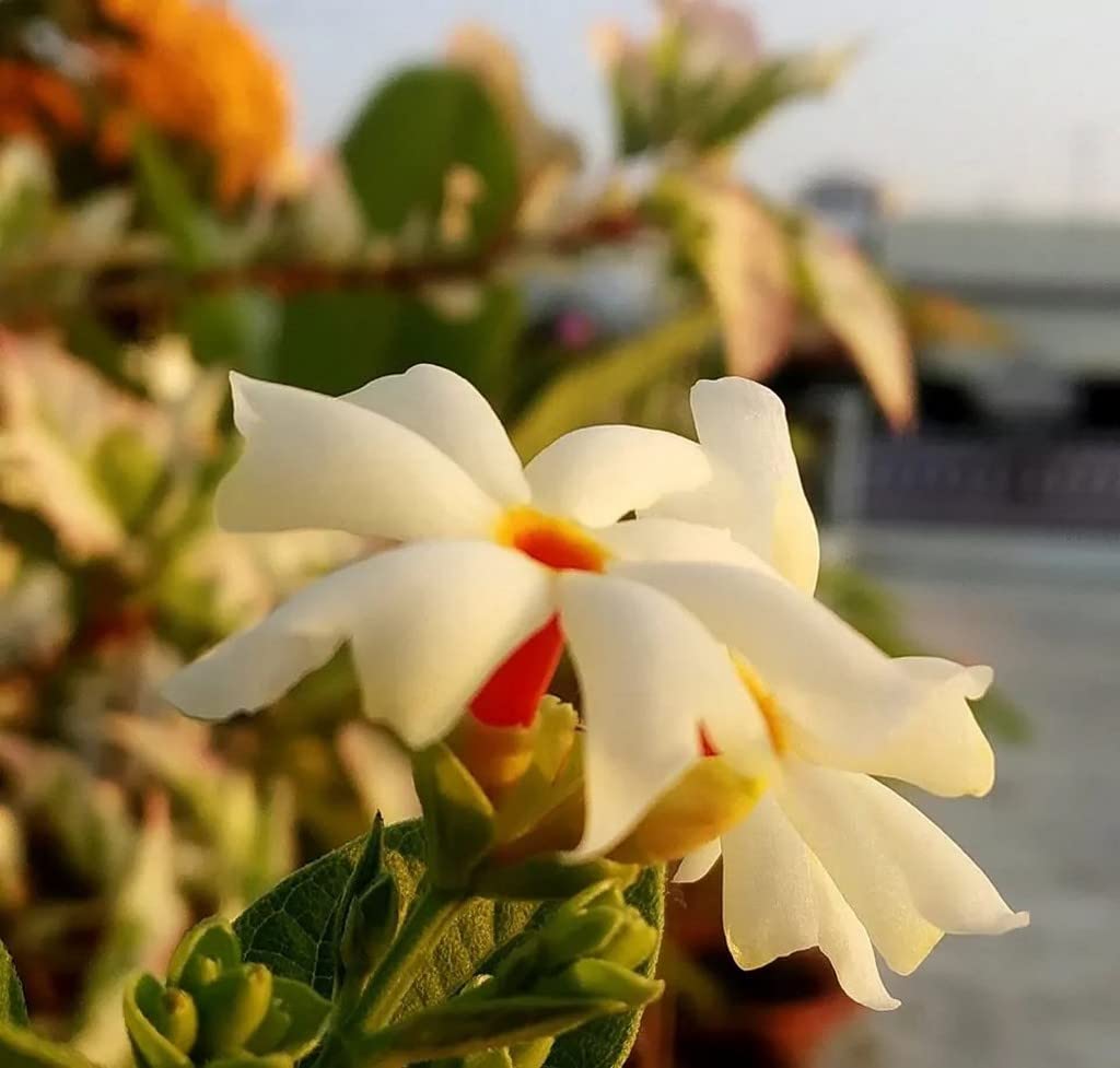 Creative Farmer Pavizhamalli (Night Jasmine, Coral Jasmine) Terrace Gardening Plant Evergreen Shrub (Healthy Live Plant)