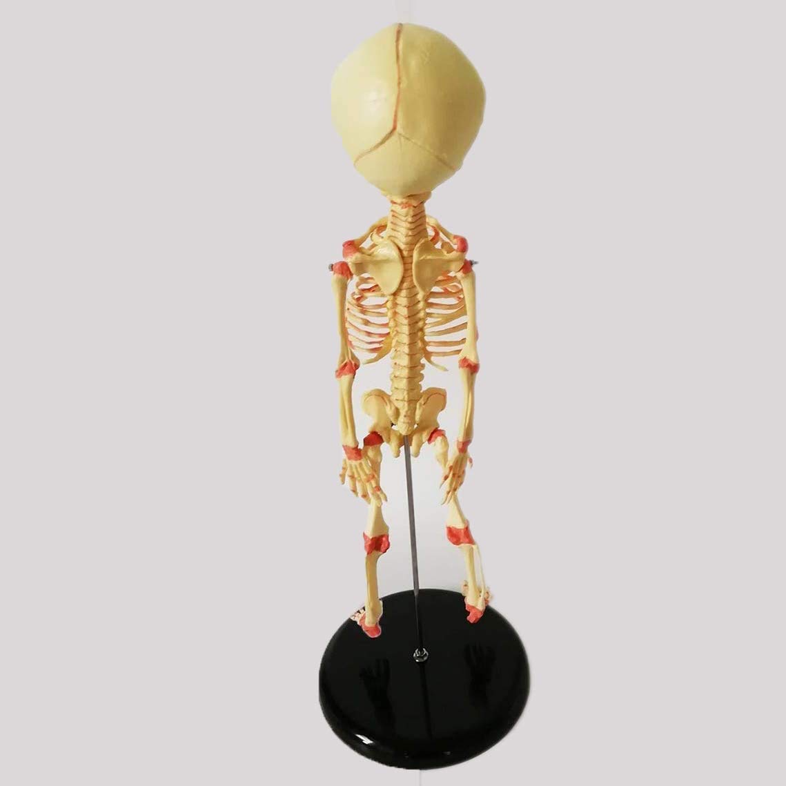 【Special Price】 赤子解剖オブジェ Amazon.co.jp: 35センチメートル赤ちゃん骸骨のレプリカ医療解剖学骸骨