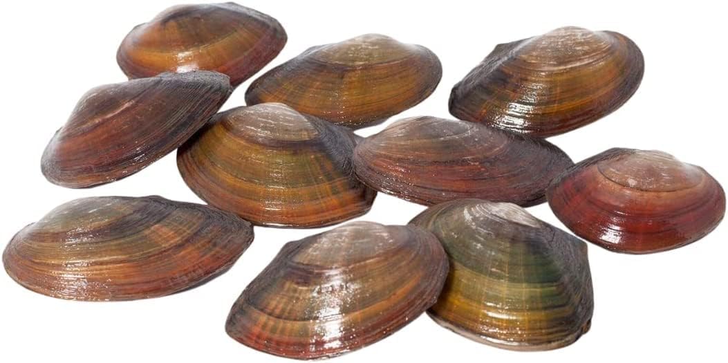 NatureHolic Teichmuschel Set I Wunderwaffe gegen Schwebe Algen im