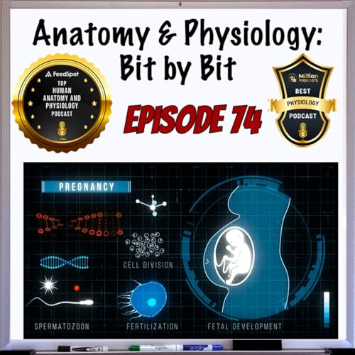 Page de couverture de Pregnancy & Childbirth Plus Anatomical Cheatsheets - Episode 74