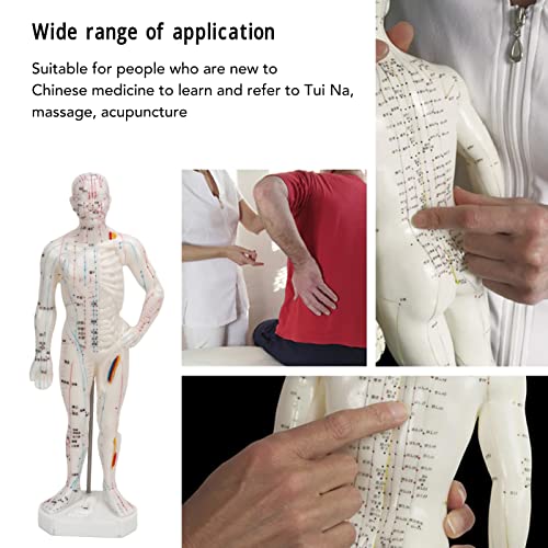 Modèle d'acupuncture en PVC avec écriture manuscrite nette - 8