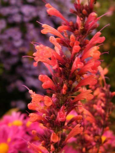 30 AGASTACHE MIX Agastache Aurantiaca Flower Seeds by Seedville