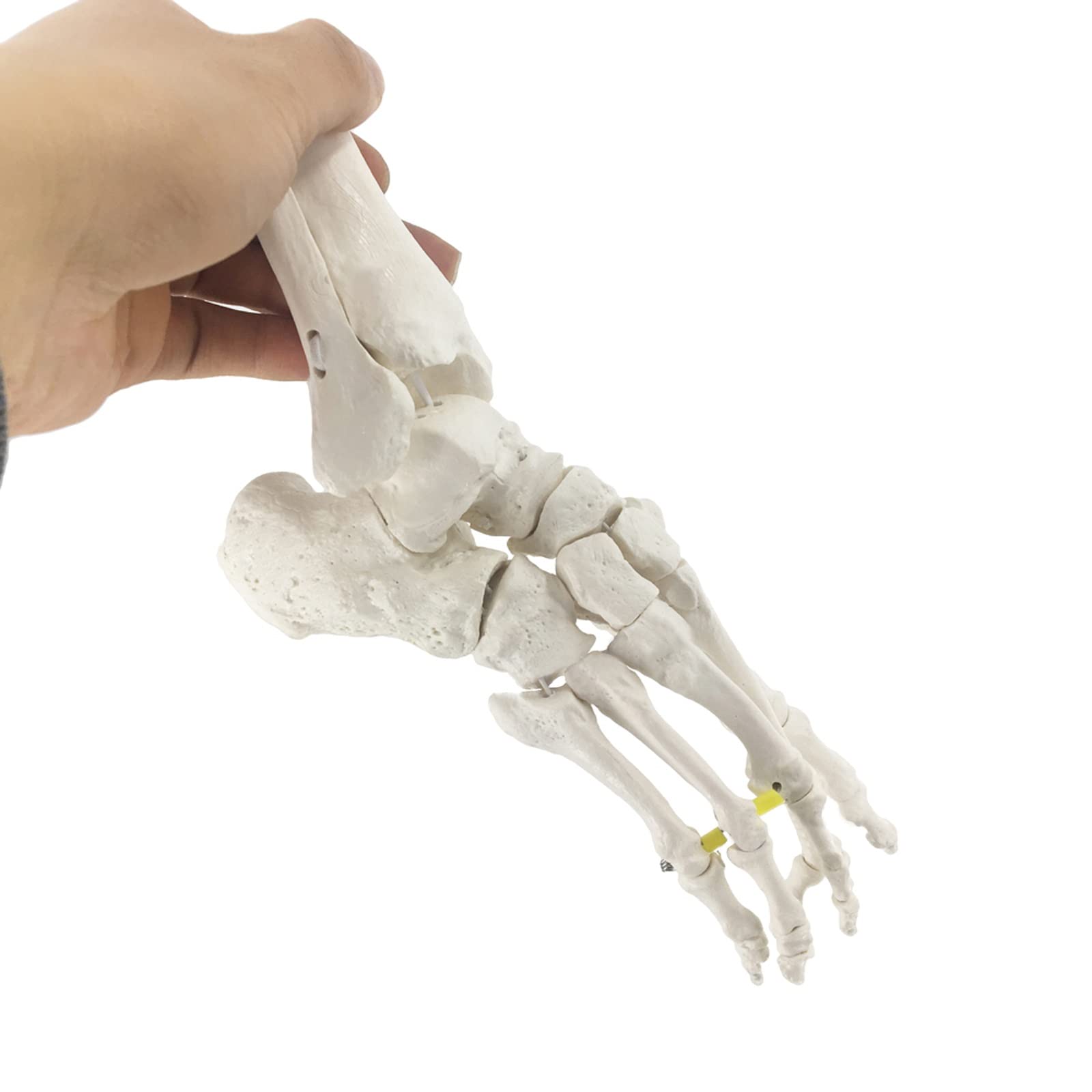 Modelo de Hueso de pie Flexible, anatomía Esqueleto Humano Herramienta de enseñanza médica Equipo Educativo Modelo de Tobillo Modelo de Vida