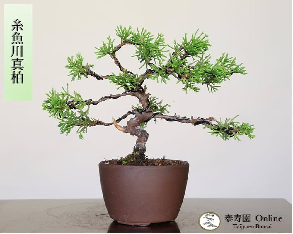 [盆栽]真柏/超オススメ❗️是非❗️ 盆栽]真柏