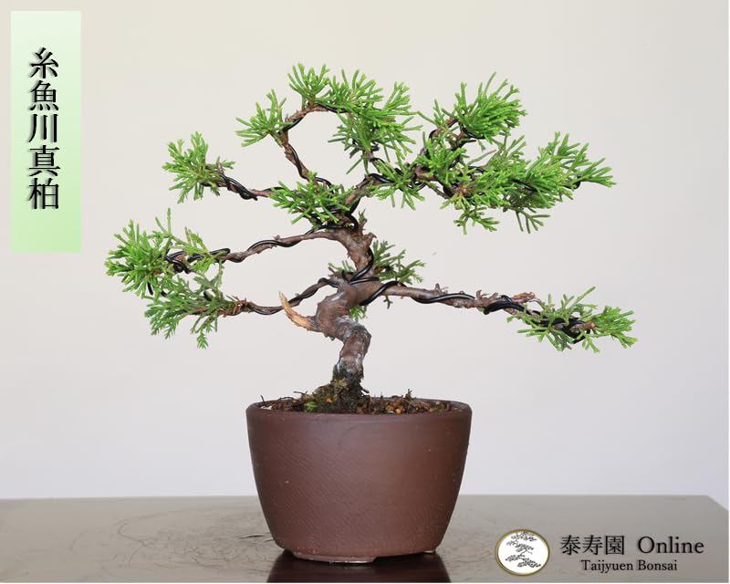 【中品　糸魚川真柏盆栽】　　　⭕気品ある一品です❗ Amazon｜盆栽 糸魚川真柏（833885）【現品】｜観葉植物