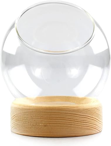 Miniatura 6 de Kit de terrario de cúpula de vidrio de 5.5 pulgadas para interiores con plantas de aire Tillandsia Ionantha y accesorios de terrario para jardines