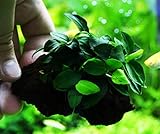 (1 Pack) Anubias Nana Petite on Nano Driftwood Freshwater Live Aquarium Plants Decorations by Mainam