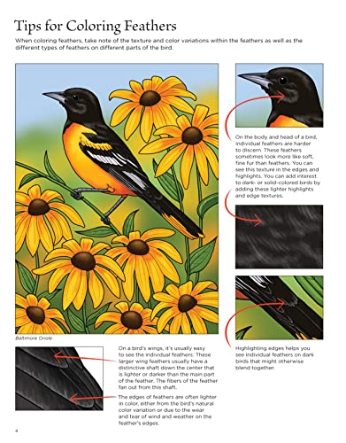 Birds at Home Coloring Book, Revised Edition: Discover Interesting Facts About Cardinals, Robins, Bluebirds, and 30 More of Your Favorite Birds from USA and Canada (Design Originals) Perforated Pages - Image 8