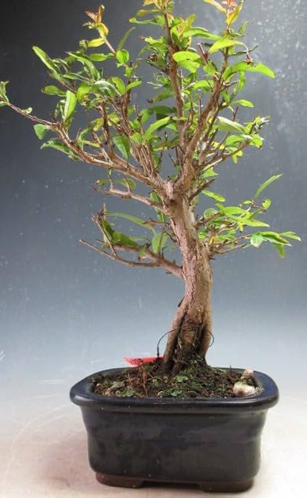 Amazon.co.jp: 盆栽 ネジ幹ザクロの鉢植え盆栽(3173)【現品