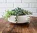 The HC Companies 8 Inch Round Plastic Succulent Capri Bowl Decorative Indoor Flower Succulent Planter Pot with Drain Plug Hole, Vanilla Bisque