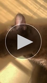 Animary 猫 ブラシ ペットブラシ 痛くない スリッカー