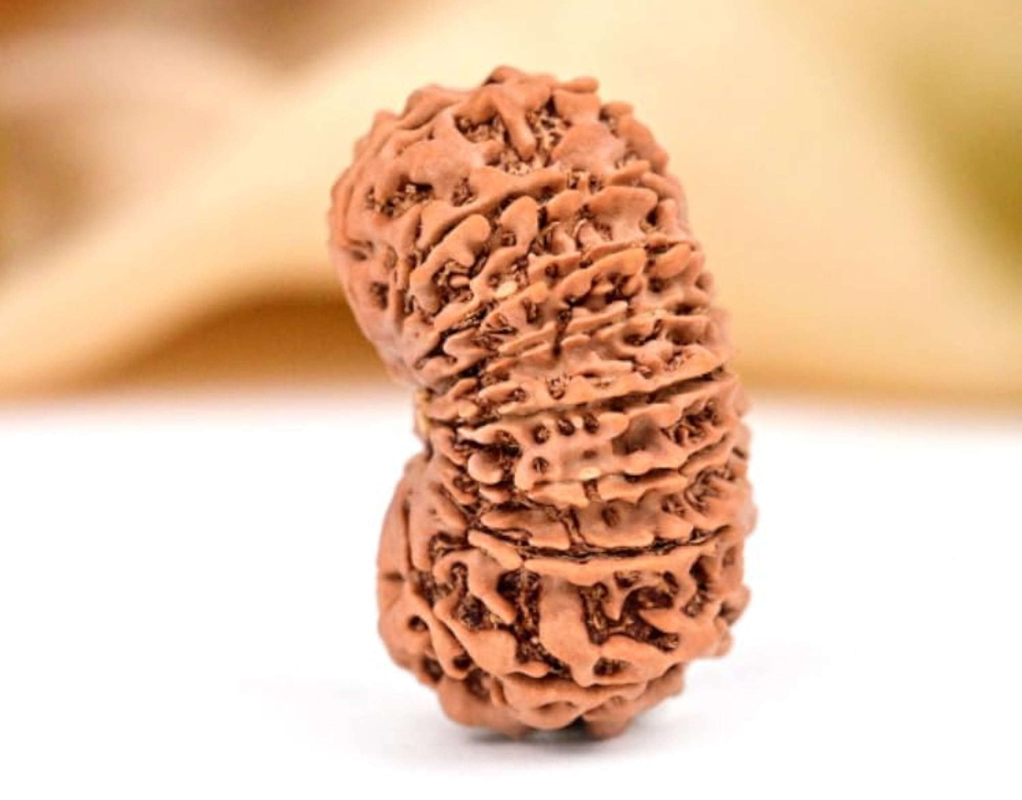 Sixteen Face Rudraksha Bead with Lab Certificate, Original