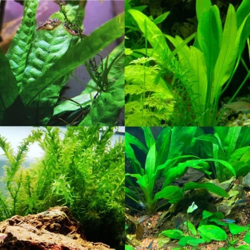 Amazon.com: Java Fern Tropical Freshwater Live Aquarium Plant ...