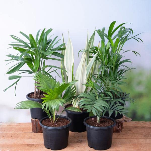Mphmi Summer NCR Live Plants Top 5 Indoor Palm Plants Pack Areca Palm Table palm, Umbrella Palm Raphis Palm, Lady Palm Yucca (B0CH6RFQXV) Amazon Price History, Amazon Price Tracker
