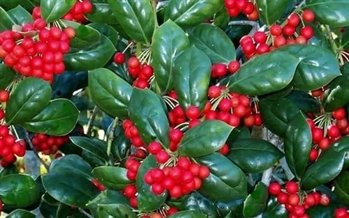 Burfordi Holly 3-Pack
