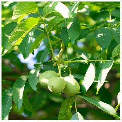 Healthy Vibe Indian Kashmiri Walnut Akhrot tissue culture live plant Fruit Plant - for Indoor & Outdoor(walnut Plant)