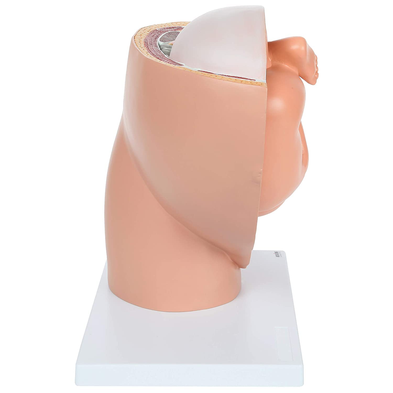 Xiaoxu Modelo anatómico de Pelvis para el Embarazo. Modelo didáctico para partería. Incluye un Modelo de feto a término extraíble, anatomía de la Placenta y más de 40 Puntos de Referencia anatómicos.