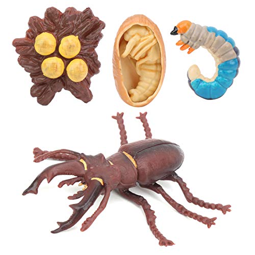 Tiere Wachstumszyklus Lebenszyklus Modell Tiere Wachstumszyklus Modus Lernen Lehrmodell Spielzeug für Kinder(Wachstumszyklus des Hirschkäfers)