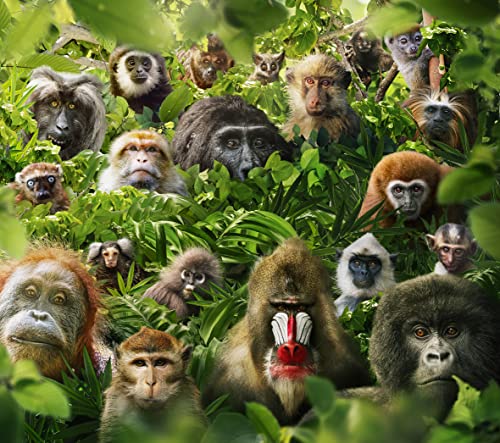 Die Welt der Primaten DVD documental sobre la vida de los simios 5