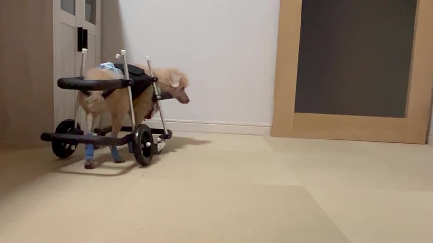 Amazon.co.jp: 犬用車椅子 歩行器 小型犬用 オーダーメイド 4輪 室内