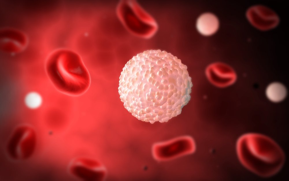 microscopic view of blood cells in a narrow vessel
