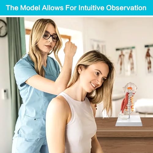 Image of EVOTECH SCIENTIFIC Cervical Spine Anatomical Model with Brainstem, Muscles, Thoracic Vertebrae & Nerves - Life-Size Human Neck Vertebrae Model for Medical Teaching, Chiropractic, and Anatomy Study