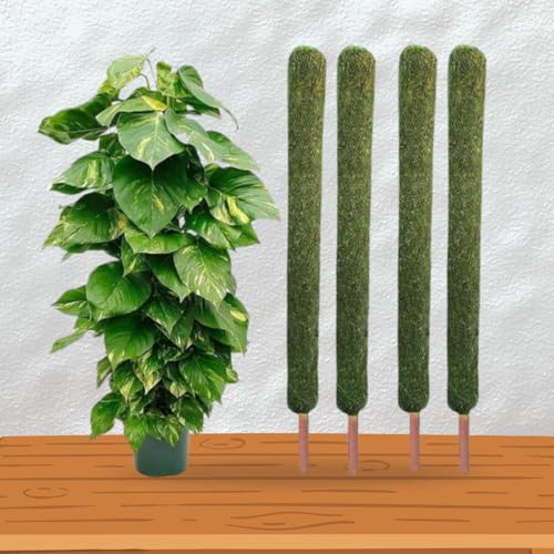Image of IQNEX Plant Support Moss Stick- Green Grass Pole for Plants Support, Support Stick for Money Plant, Climbing Indoor Plants (Set-4, 4ft)